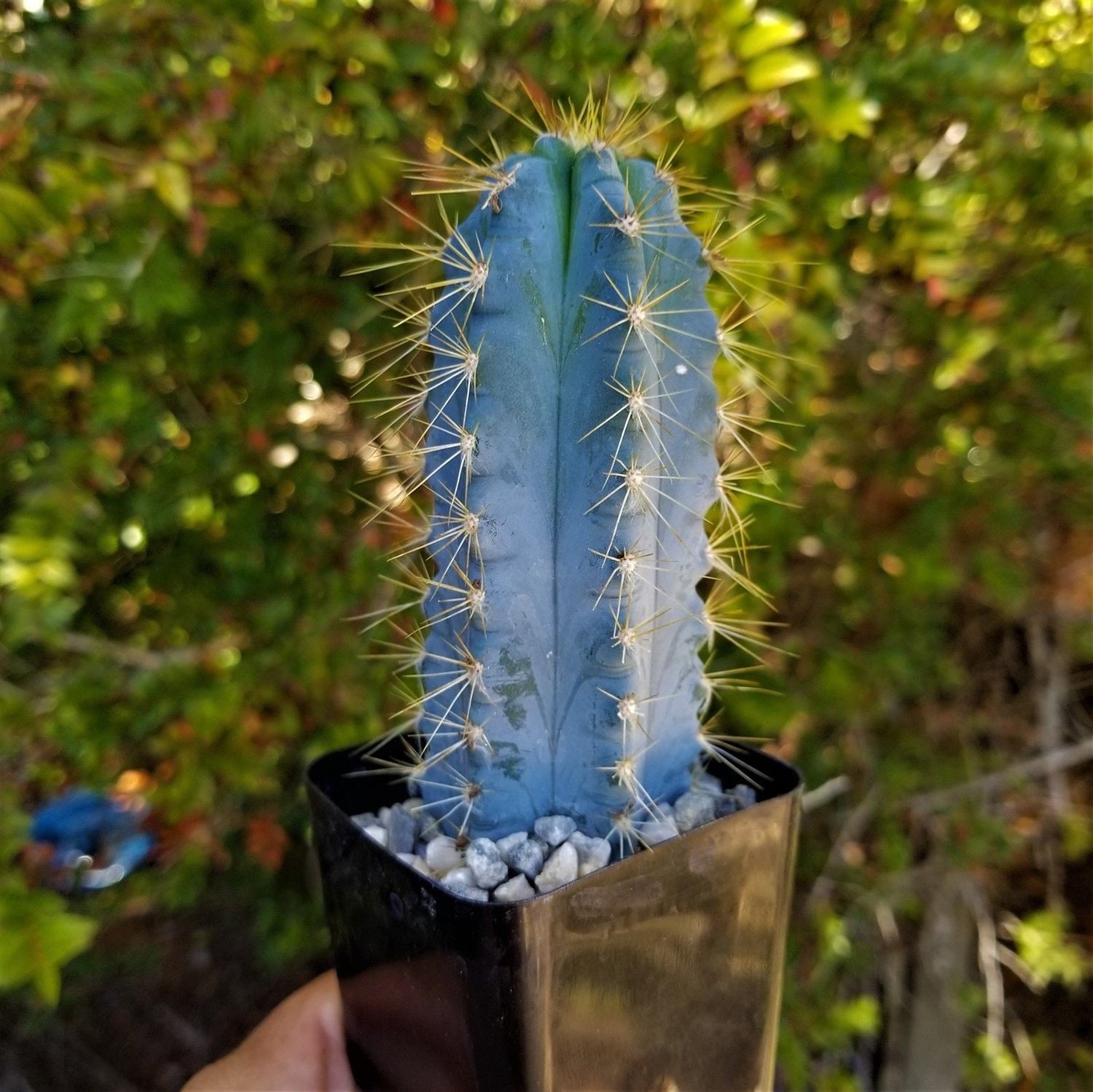 Blue Torch Cactus, Pilosocereus azureus,10 seeds, night blooming, windowsill, xeriscape garden, full sun, drought tolerant, glorious color