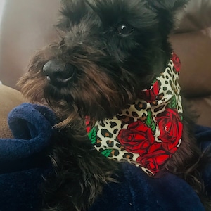 Dog/Cat Bandana gift Leopard and Rose Print “Paws and Roses” Girly Boy Accessory Special Edition