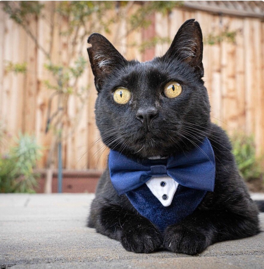 Next blue clearance tuxedo