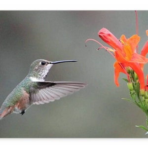 Blank or Sympathy Card 5x7 Hummingbird Photo