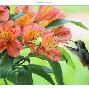 Magnet, Hummingbird in flight, Alstroemeria orange or little pink blossoms, 5.5x4&quot;