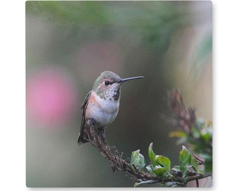 Wall Tile Hummingbird Photo