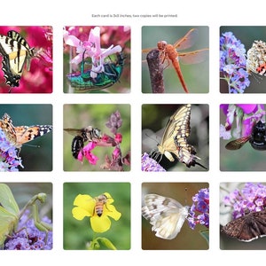 May include: A collection of 12 square cards featuring close-up images of various insects and flowers. Each card is 3x3 inches and features a different insect, such as a butterfly, dragonfly, bee, and mantis, on a flower.