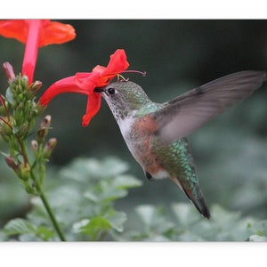 Blank Card 5x7 Hummingbird Photo