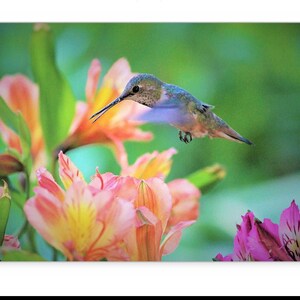 Get Well or Blank Card 5x7 Hummingbird Photo