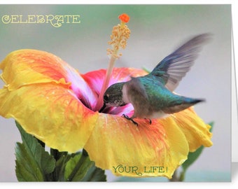 Birthday or Blank Card 5x7 Hummingbird Photo