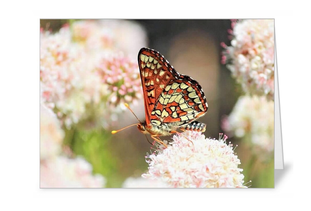 Butterfly Photo Blank 5x7 Greeting Card - Etsy