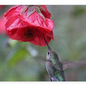 Valentine&#39;s or Blank Card 5x7, Hummingbird Photo