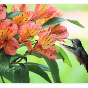 Blank Card 5x7 Hummingbird Photo