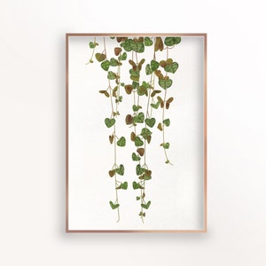 String of Hearts Print, Plant Wall Art, Botanical Decor, String of Nickels, String of Pearls, Printable, A4, 8x10, 10x15, 12x16, 18x24