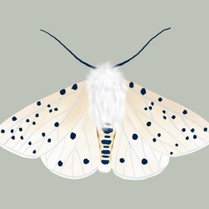 White Ermine Moth, Instant Dowload, Butterfly Print, Insect Printable, Moth Illustration, Moth Wall Art, Fluffy Speckled Moth, 18x24, 8x10 image 3