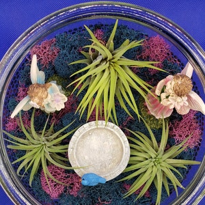 Fairy Garden Terrarium KIT