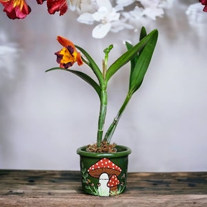 Peut inclure: Un pot en céramique vert avec un motif peint à la main de champignons et de feuillage. Le pot est rempli de terre et d'une petite plante d'orchidée orange et jaune.