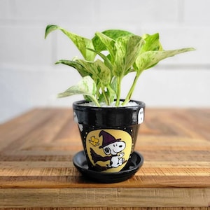 May include: A green and white variegated plant in a black ceramic pot with a Halloween-themed design featuring Snoopy dressed as a witch. The pot has a black saucer.
