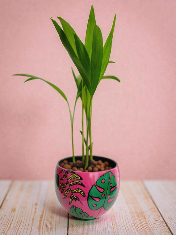 philodendron hastatum grey sticks Philodendron Hastatum | Silver Sword | 4