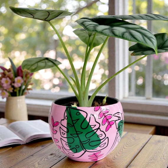 philodendron pink princess growth rate Philodendron Pink Princess Galaxy in a 6 