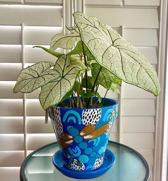 buy variegated monstera deliciosa Monstera Deliciosa Mint Variegated – Okanoka main image 1