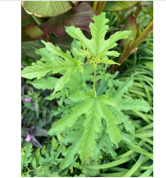 Red Mulberry Tree - Large