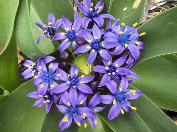 Scilla Peruviana Bulb