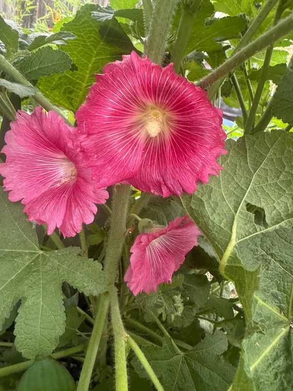 Antwerp Pink with White Hollyhock Seeds