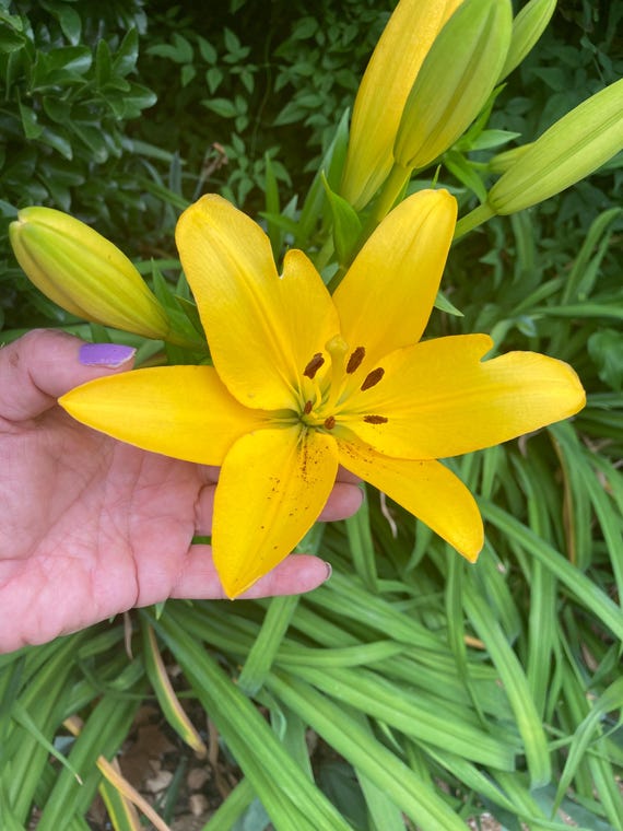 Yellow Siberian Lily -  Lilium pensylvanicum