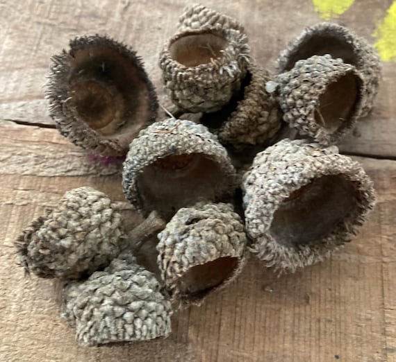 Burr Oak Acorn Caps ( Small to Medium)