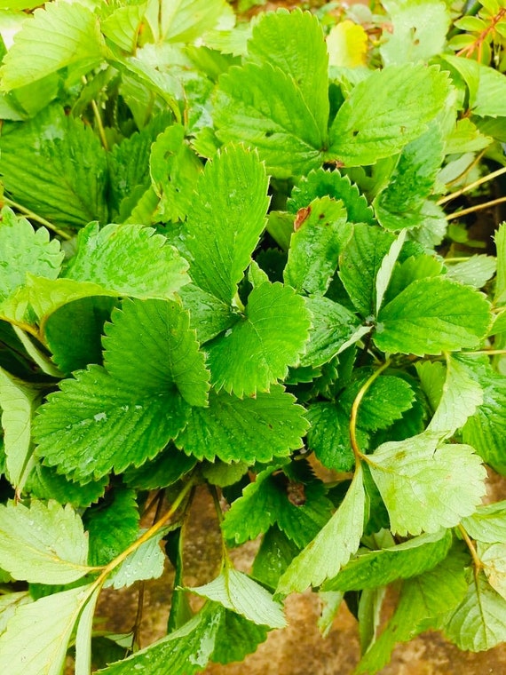 Large Fraises Wild Organic Strawberry Seeds