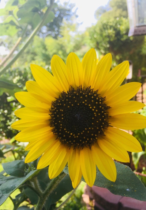 Sunflower Seeds