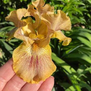 May include: A yellow and brown iris flower with a red and white pattern on the lower petal. The flower is held in a hand.