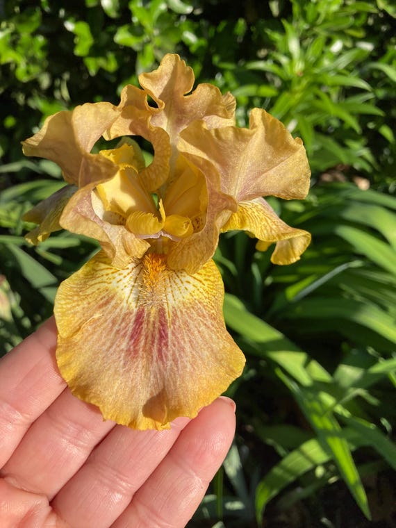 IB Bearded Iris “ Touch Of Tuscany “