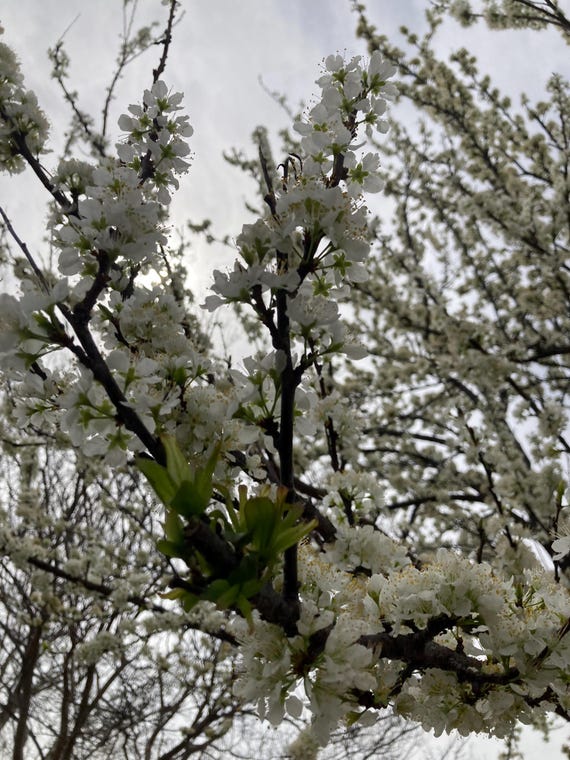 Methley Plum Seeds