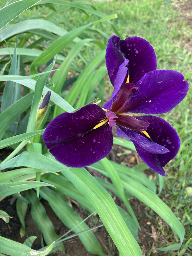 Louisiana Iris Gamecock - Thumbnail 4