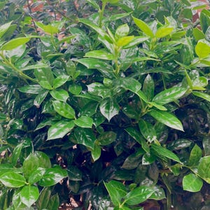 Chinese Holly Cuttings
