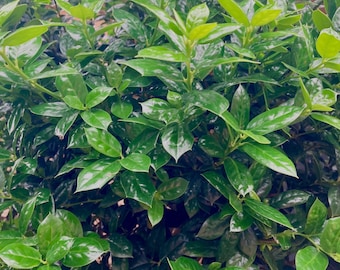 Chinese Holly Cuttings