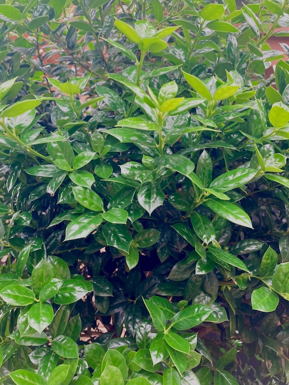 Chinese Holly Cuttings