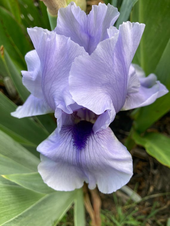 Tall Bearded Iris “ Big Buck “