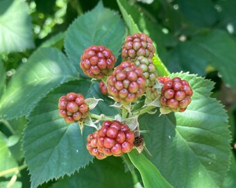 Chester Blackberry Cuttings