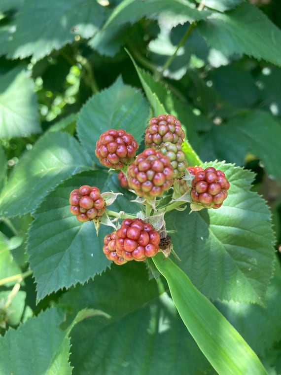 Chester Blackberry Cuttings