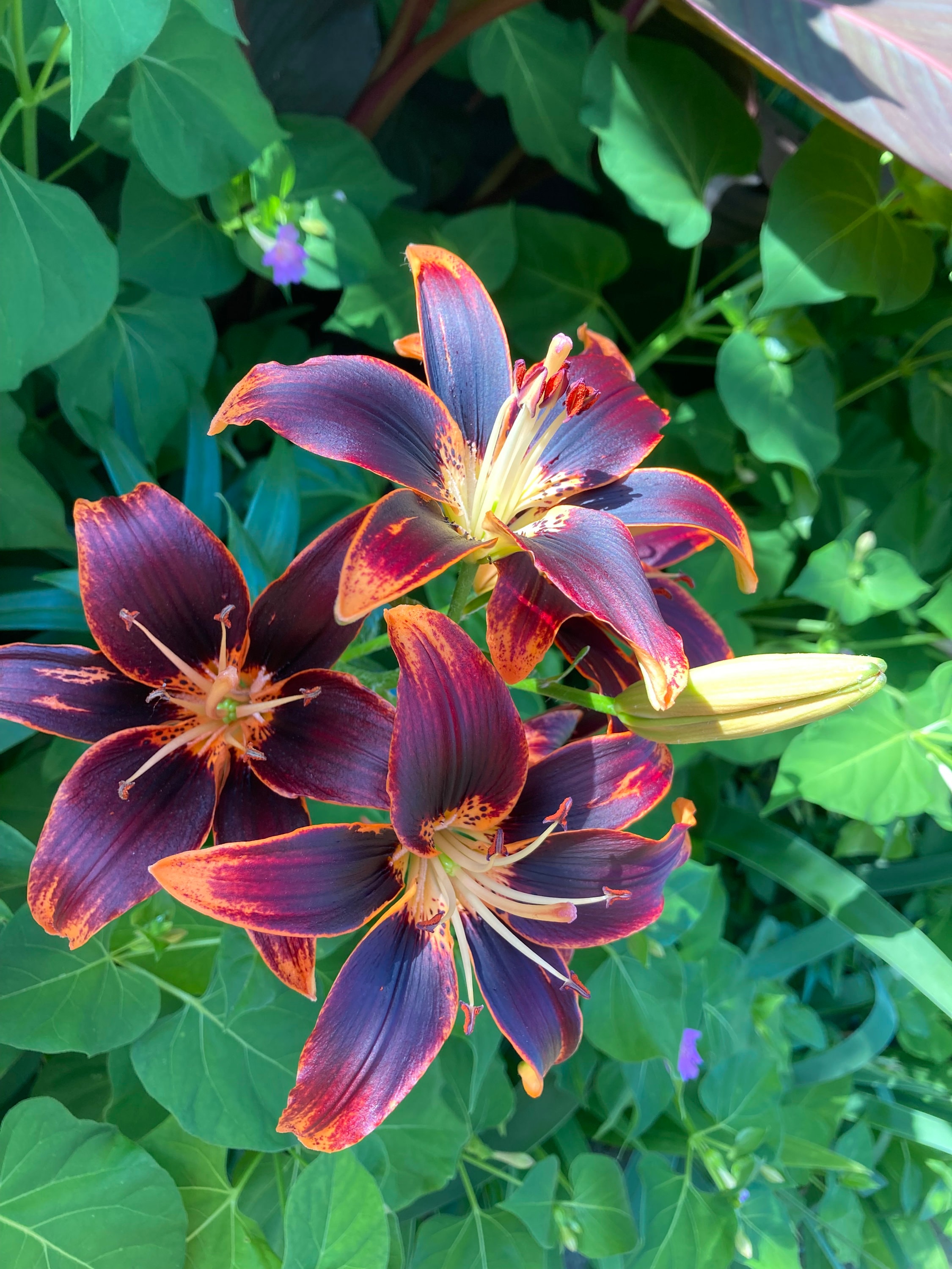 Asiatic Lily Perennial - Etsy