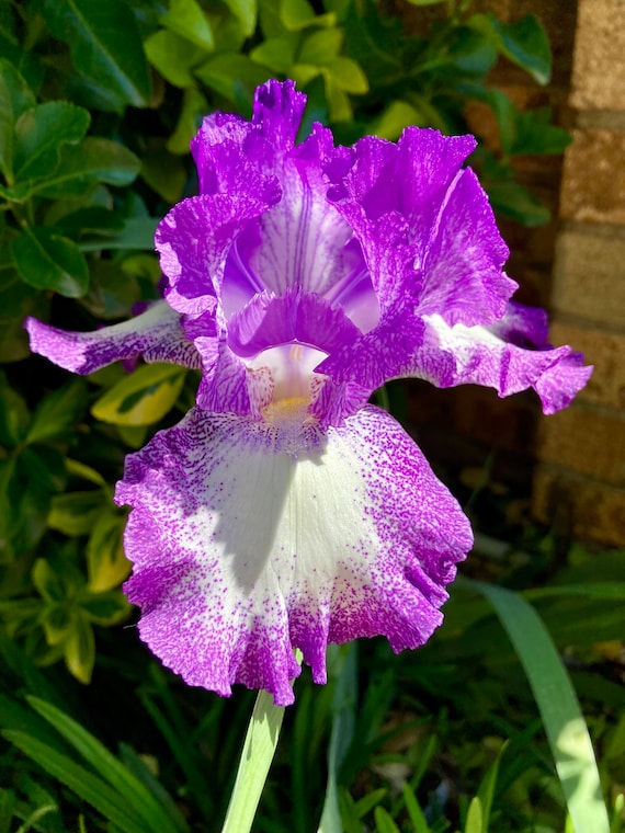 Tall Bearded Iris ( Jesse’s Song )