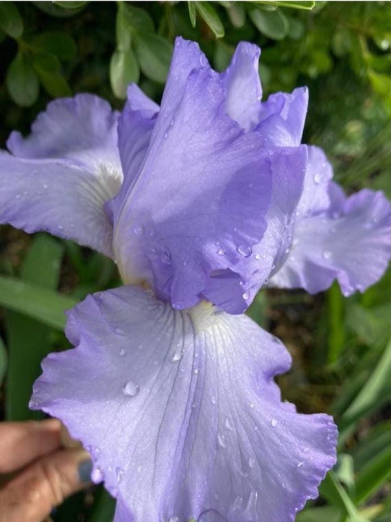 Tall Bearded Iris “ Victoria Falls “ - Ships Now
