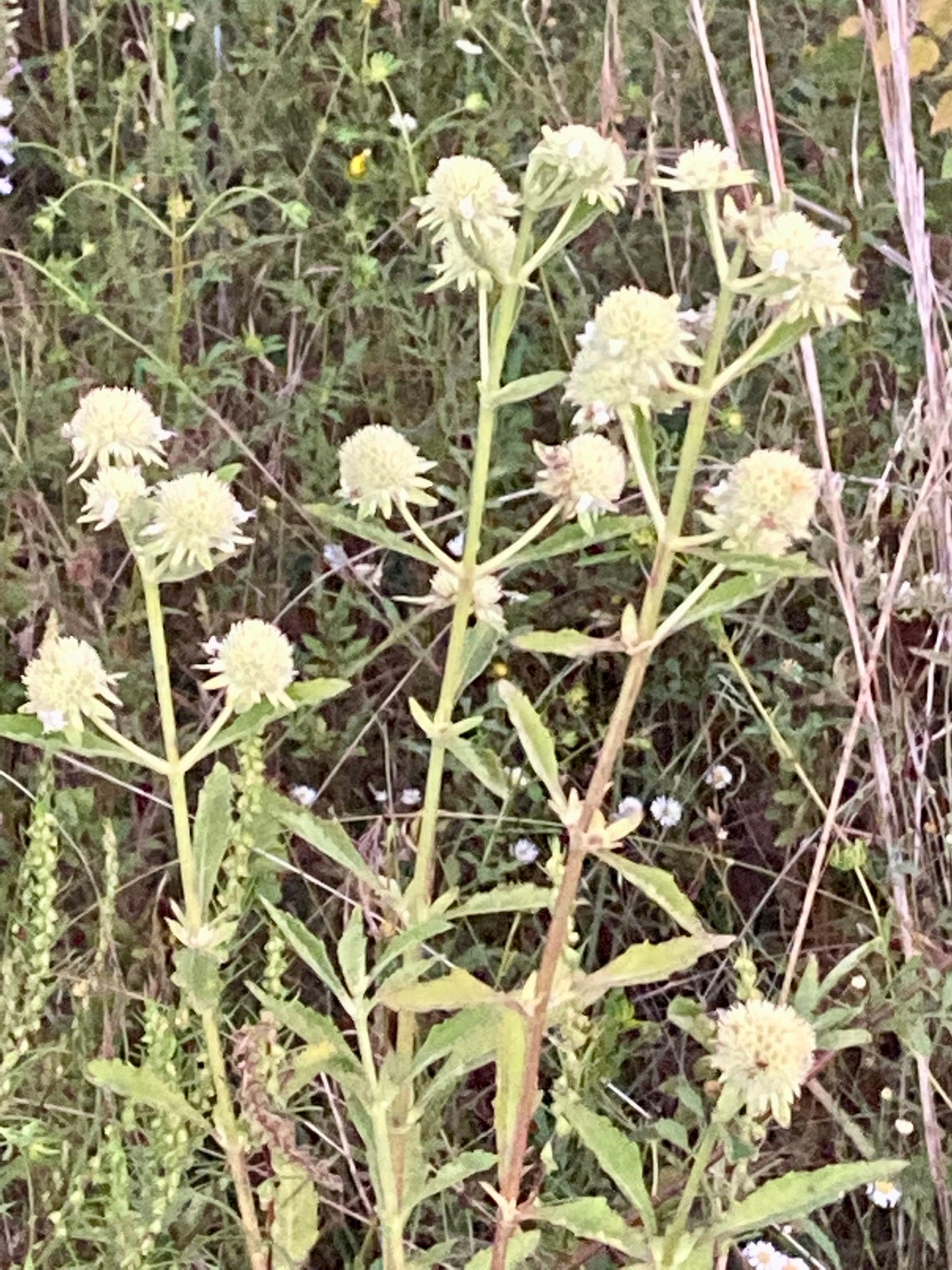 White Clustered Bushmint Seeds - Etsy
