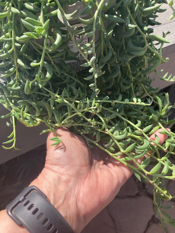 String of Dolphin Cuttings
