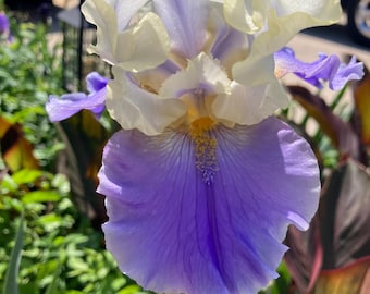 Tall Bearded Iris “ Dreaming Of You  “