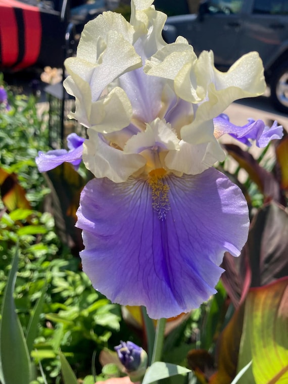 Tall Bearded Iris “ Dreaming Of You  “ - Pre Sale