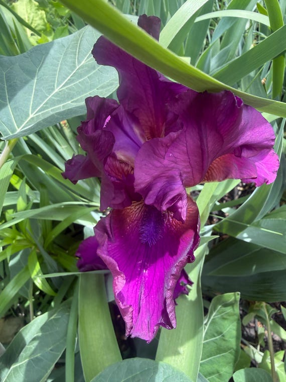 Tall Bearded Iris “ Wine Time “