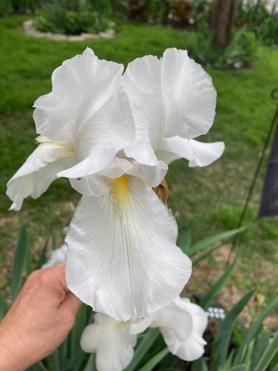 Tall Bearded White Iris ( Purissima ) - Pre- Order