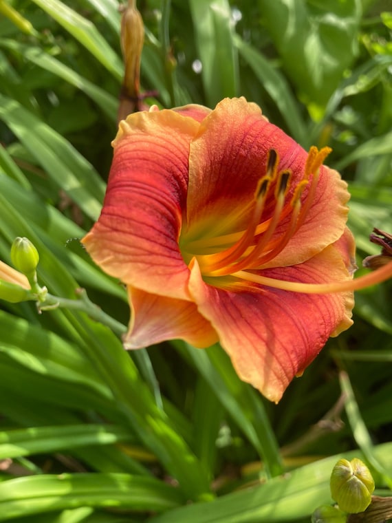 Little Peanut 1 Fan Daylily Plant