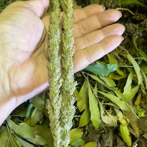 May include: Two long, thin stalks of dried grass with brown seed heads held in a hand. The grass is a light green color and the seed heads are a darker brown.