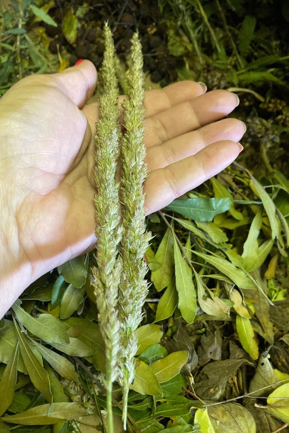 Longspike Tridens Seeds
